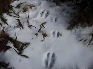 Suspected wallaby footprints